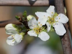 'Mirabelle Von Nancy', 'Doppelte Mirabelle' -Günstiges Erd Seele Geschäft mirabelle von nancy doppelte mirabelle m000546 w 3