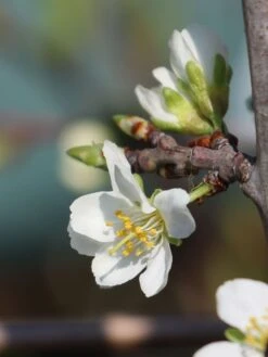 'Mirabelle Von Nancy', 'Doppelte Mirabelle' -Günstiges Erd Seele Geschäft mirabelle von nancy doppelte mirabelle m000546 w 4