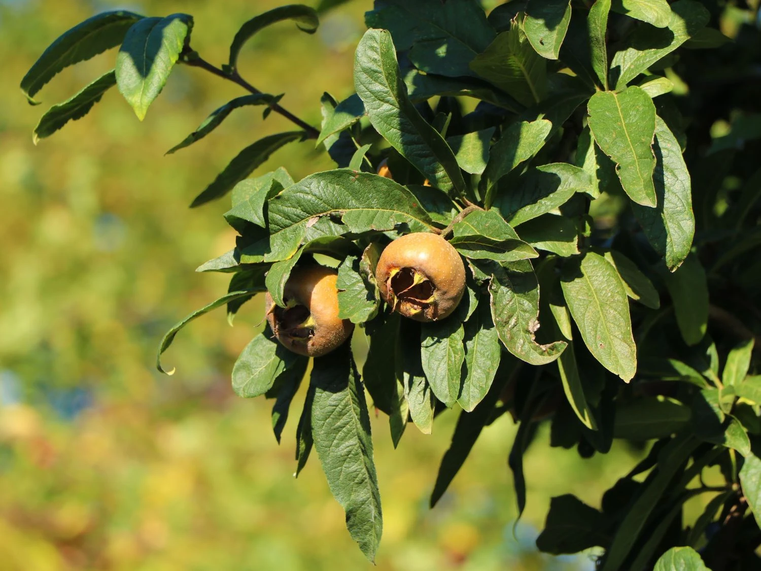 Mispel ''Holländische Großfruchtige'' 3 Mispel ''Holländische Großfruchtige''