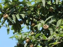 Mispel 'Westerveld' 10 Mispel 'Westerveld' -Günstiges Erd Seele Geschäft mispel westerveld m090438 w 0