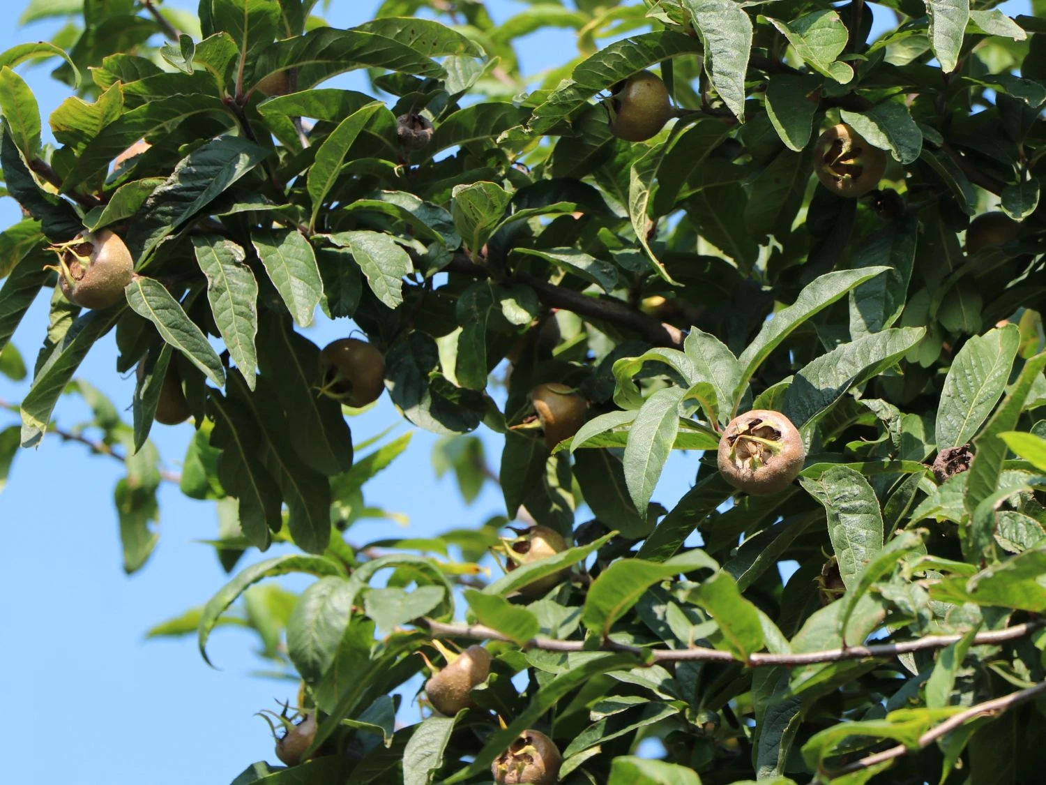 Mispel 'Westerveld' 5 Mispel 'Westerveld' – Bild 3