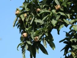 Mispel 'Westerveld' 11 Mispel 'Westerveld' -Günstiges Erd Seele Geschäft mispel westerveld m090438 w 1