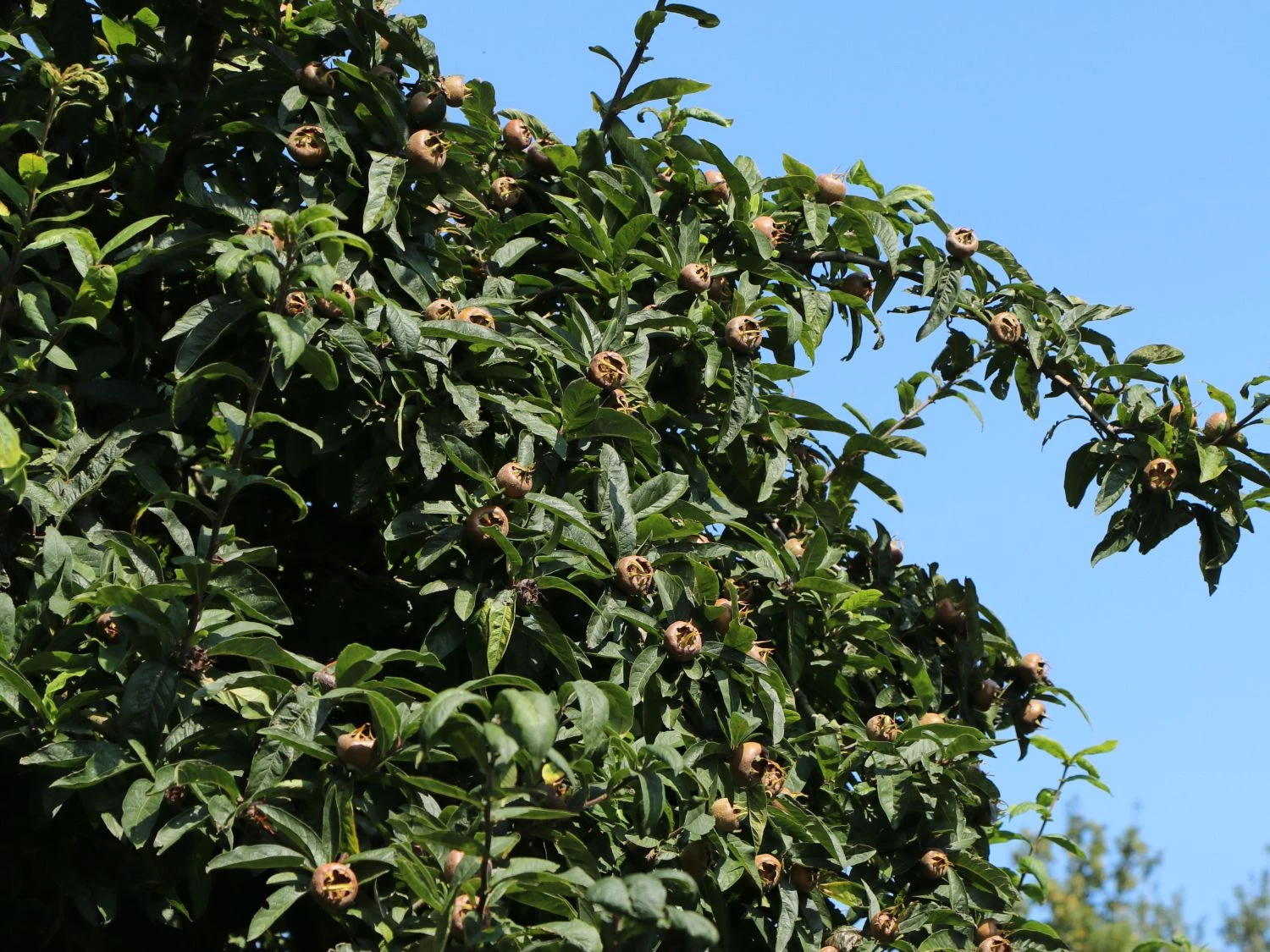 Mispel 'Westerveld' 8 Mispel 'Westerveld' – Bild 6