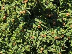 Mispel 'Westerveld' 12 Mispel 'Westerveld' -Günstiges Erd Seele Geschäft mispel westerveld m090438 w 3