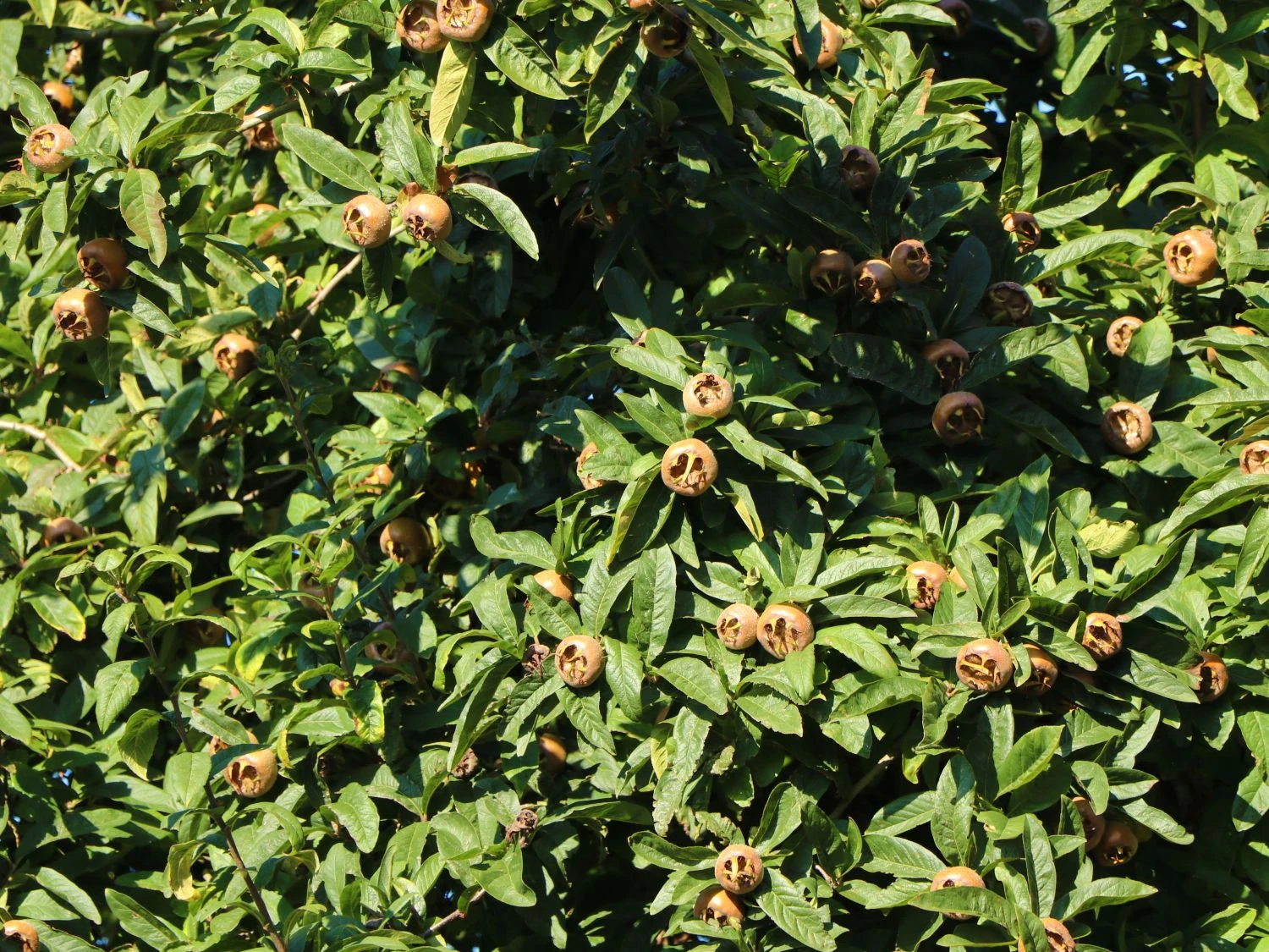 Mispel 'Westerveld' 7 Mispel 'Westerveld' – Bild 5