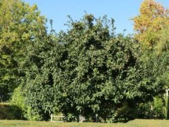 Mispel 'Westerveld' 9 Mispel 'Westerveld' -Günstiges Erd Seele Geschäft mispel westerveld m090438 w 5