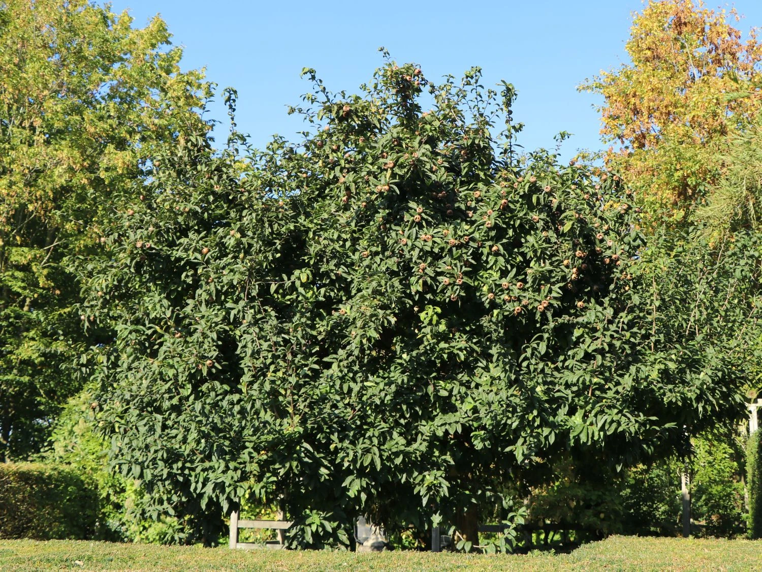 Mispel 'Westerveld' 4 Mispel 'Westerveld' – Bild 2