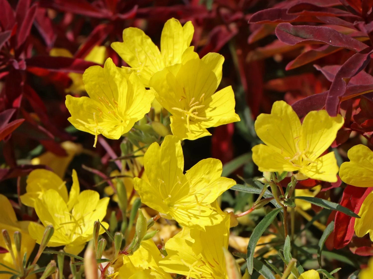 Nachtkerze 'African Sun' 6 Nachtkerze 'African Sun' – Bild 4