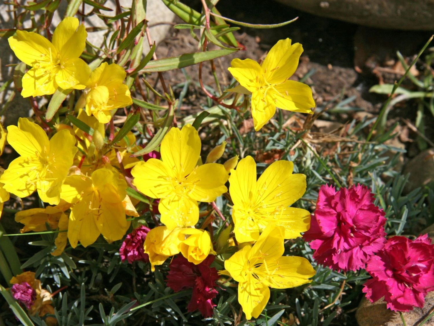 Nachtkerze 'African Sun' 8 Nachtkerze 'African Sun' – Bild 6