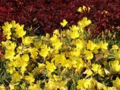 Nachtkerze 'African Sun' 13 Nachtkerze 'African Sun' -Günstiges Erd Seele Geschäft nachtkerze african sun m059756 w 2