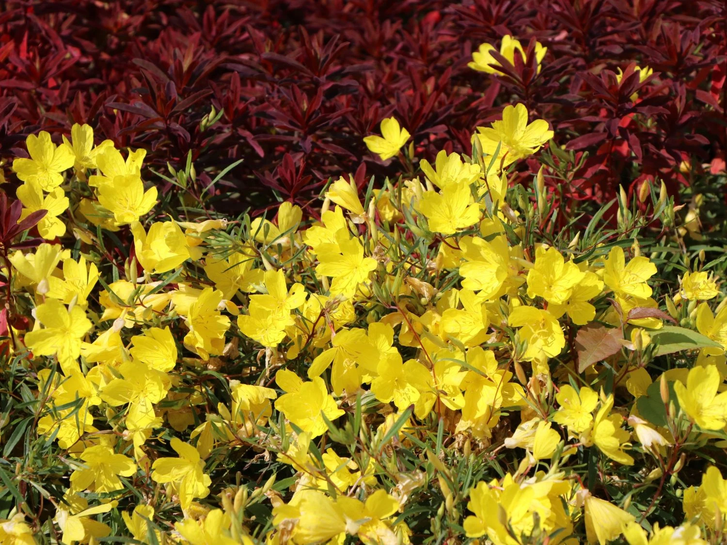 Nachtkerze 'African Sun' 7 Nachtkerze 'African Sun' – Bild 5