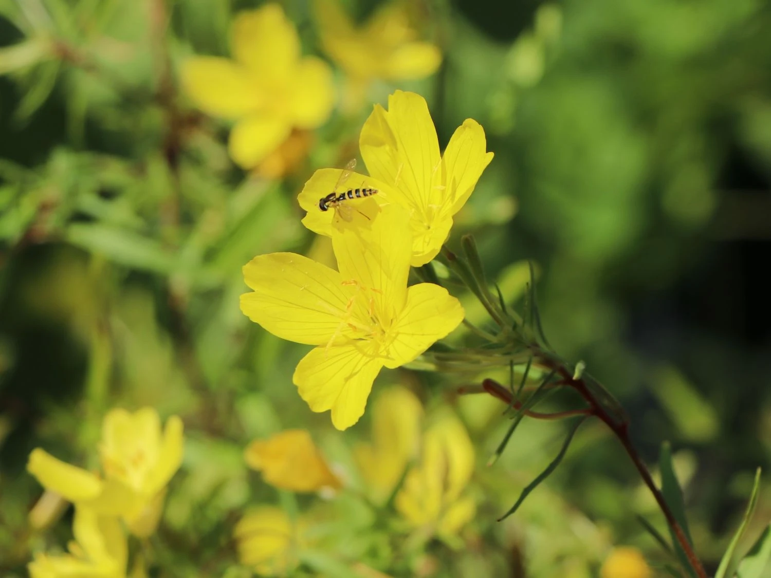 Nachtkerze 'African Sun' 4 Nachtkerze 'African Sun' – Bild 2