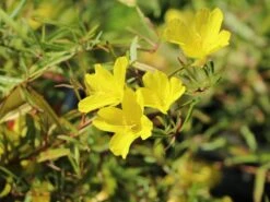 Nachtkerze 'African Sun' 15 Nachtkerze 'African Sun' -Günstiges Erd Seele Geschäft nachtkerze african sun m059756 w 4