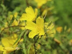 Nachtkerze 'African Sun' 11 Nachtkerze 'African Sun' -Günstiges Erd Seele Geschäft nachtkerze african sun m059756 w 5