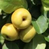 Nashi / Asienbirne / Asiatische Apfelbirne 'An Ben Pear' -Günstiges Erd Seele Geschäft nashi asienbirne asiatische apfelbirne an ben pear m090138 h 0