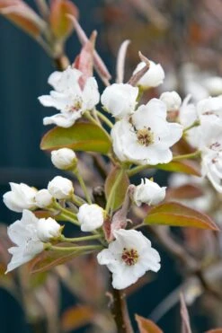 Nashi / Asienbirne / Asiatische Apfelbirne 'An Ben Pear' -Günstiges Erd Seele Geschäft nashi asienbirne asiatische apfelbirne an ben pear m090138 w 0