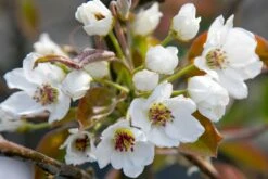 Nashi / Asienbirne / Asiatische Apfelbirne 'An Ben Pear' -Günstiges Erd Seele Geschäft nashi asienbirne asiatische apfelbirne an ben pear m090138 w 1