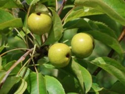 Nashi / Asienbirne / Asiatische Apfelbirne 'An Ben Pear' -Günstiges Erd Seele Geschäft nashi asienbirne asiatische apfelbirne an ben pear m090138 w 2