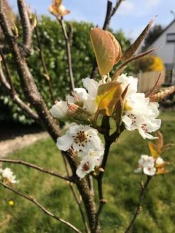 Nashi / Asienbirne / Asiatische Apfelbirne 'Chojuro' -Günstiges Erd Seele Geschäft nashi asienbirne asiatische apfelbirne chojuro m090139 193676 0