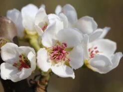 Nashi / Asienbirne / Asiatische Apfelbirne 'Kosui' -Günstiges Erd Seele Geschäft nashi asienbirne asiatische apfelbirne kosui m063239 w 0