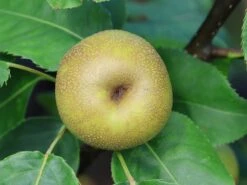 Nashi / Asienbirne / Asiatische Apfelbirne 'Kosui' -Günstiges Erd Seele Geschäft nashi asienbirne asiatische apfelbirne kosui m063239 w 2