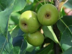 Nashi / Asienbirne / Asiatische Apfelbirne 'Kosui' -Günstiges Erd Seele Geschäft nashi asienbirne asiatische apfelbirne kosui m063239 w 3