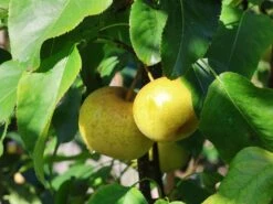 Nashi / Asienbirne / Asiatische Apfelbirne 'Kosui' -Günstiges Erd Seele Geschäft nashi asienbirne asiatische apfelbirne kosui m063239 w 4