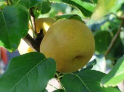 Nashi / Asienbirne / Asiatische Apfelbirne 'Kosui' -Günstiges Erd Seele Geschäft nashi asienbirne asiatische apfelbirne kosui m063239 w 5