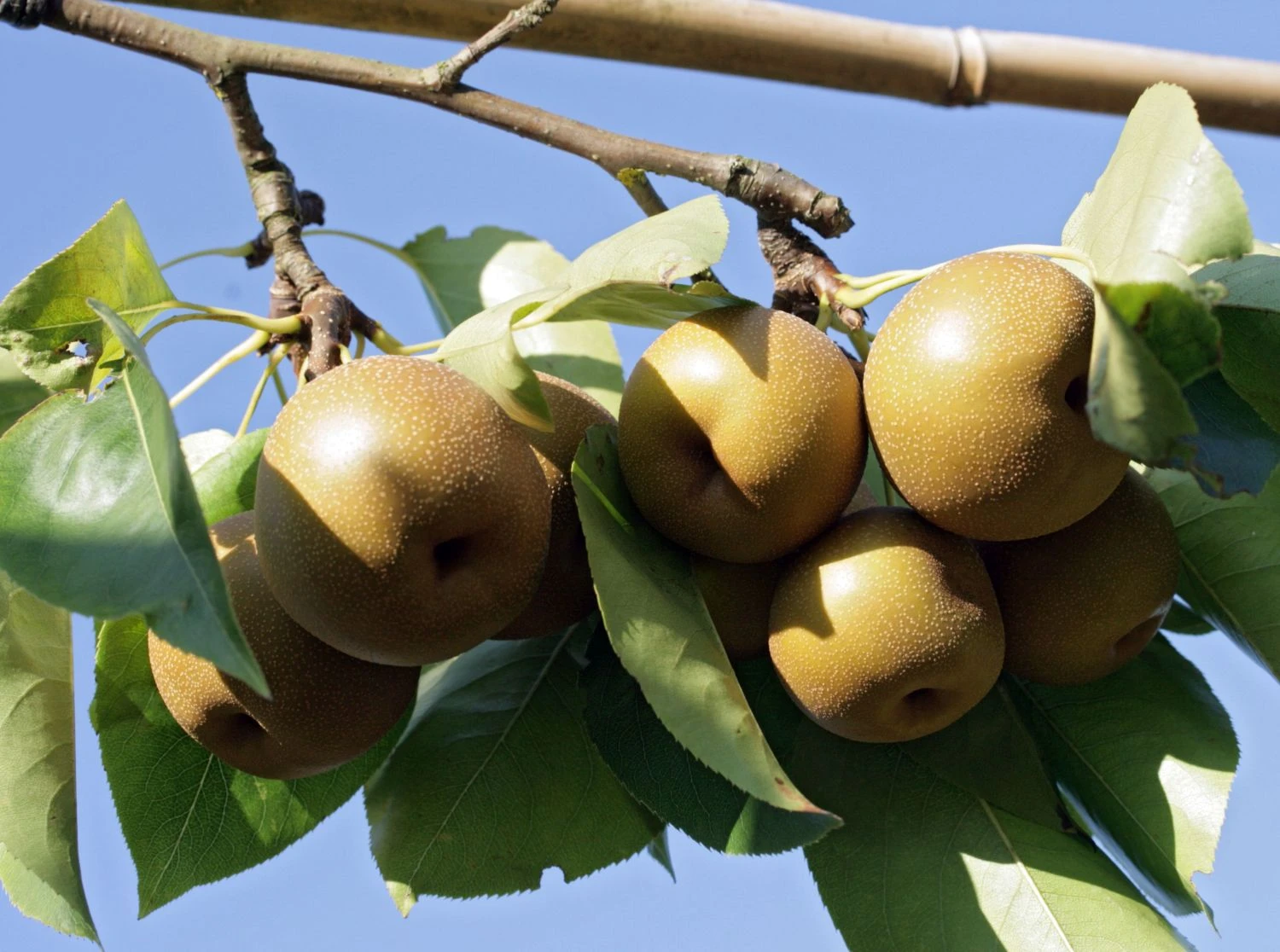 Nashi / Asienbirne / Asiatische Apfelbirne 'Kumoi' 3 Nashi / Asienbirne / Asiatische Apfelbirne 'Kumoi'