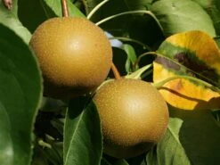 Nashi / Asienbirne / Asiatische Apfelbirne 'Kumoi' 22 Nashi / Asienbirne / Asiatische Apfelbirne 'Kumoi' -Günstiges Erd Seele Geschäft nashi asienbirne asiatische apfelbirne kumoi m069482 w 0