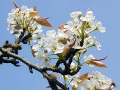 Nashi / Asienbirne / Asiatische Apfelbirne 'Kumoi' 23 Nashi / Asienbirne / Asiatische Apfelbirne 'Kumoi' -Günstiges Erd Seele Geschäft nashi asienbirne asiatische apfelbirne kumoi m069482 w 1