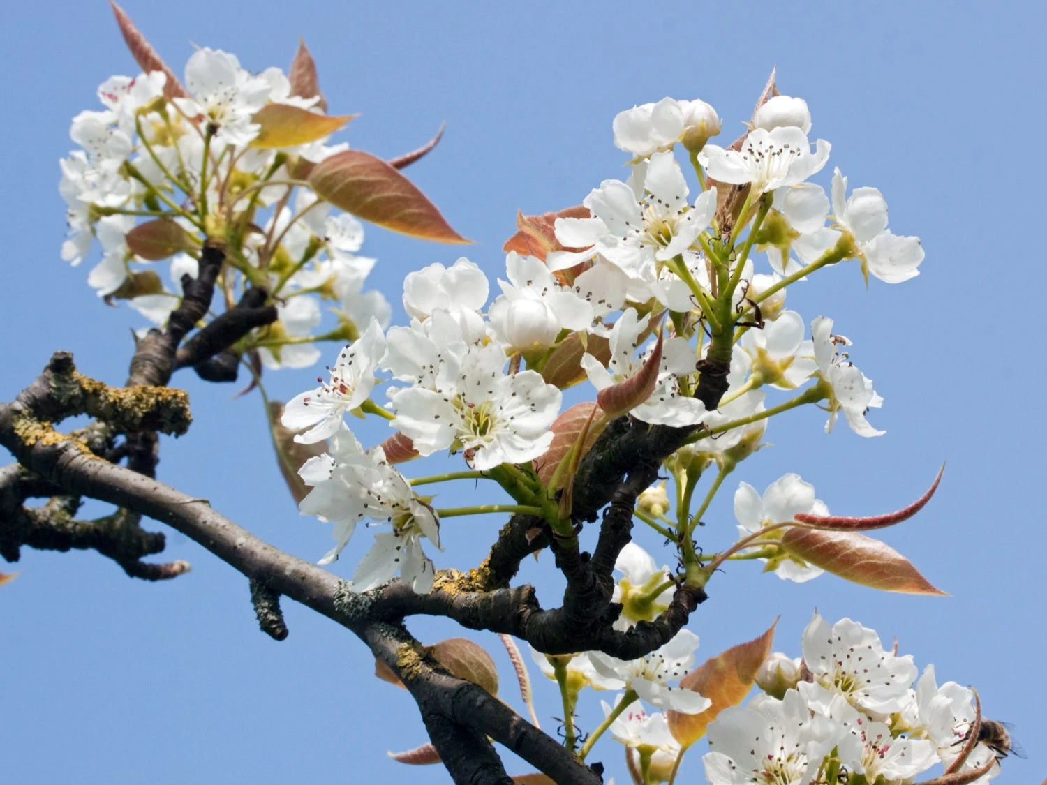 Nashi / Asienbirne / Asiatische Apfelbirne 'Kumoi' 13 Nashi / Asienbirne / Asiatische Apfelbirne 'Kumoi' – Bild 11