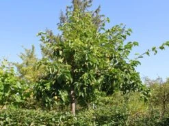 Nashi / Asienbirne / Asiatische Apfelbirne 'Kumoi' 14 Nashi / Asienbirne / Asiatische Apfelbirne 'Kumoi' -Günstiges Erd Seele Geschäft nashi asienbirne asiatische apfelbirne kumoi m069482 w 2