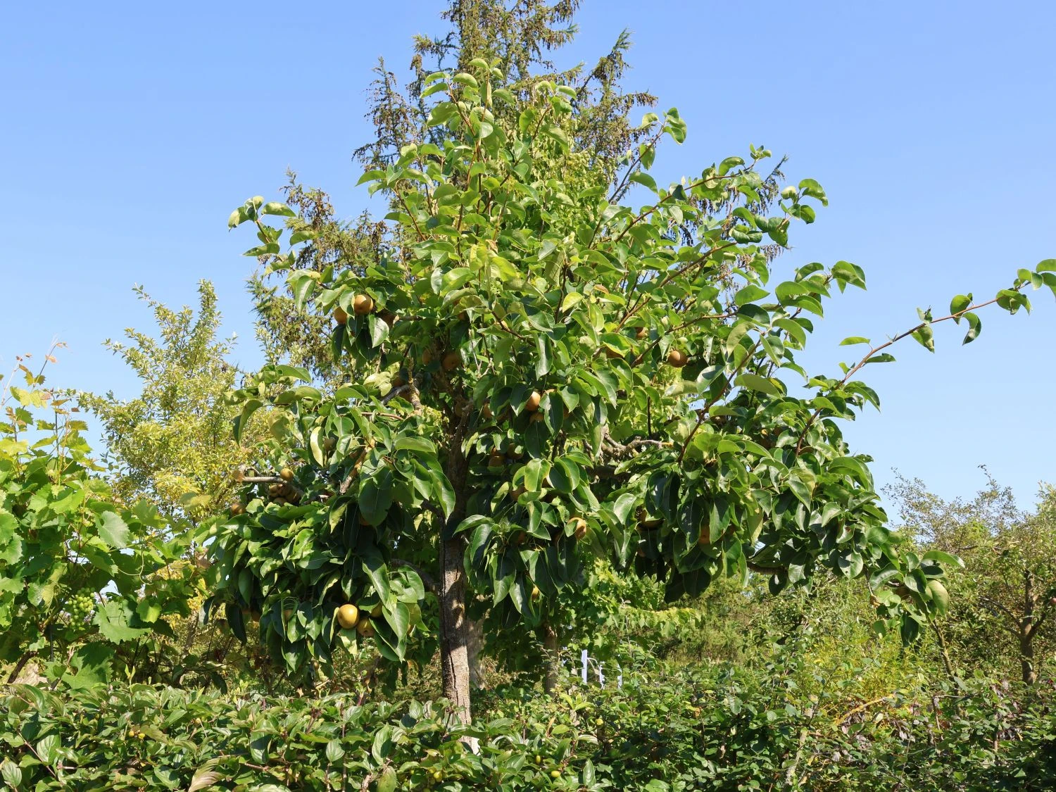 Nashi / Asienbirne / Asiatische Apfelbirne 'Kumoi' 4 Nashi / Asienbirne / Asiatische Apfelbirne 'Kumoi' – Bild 2