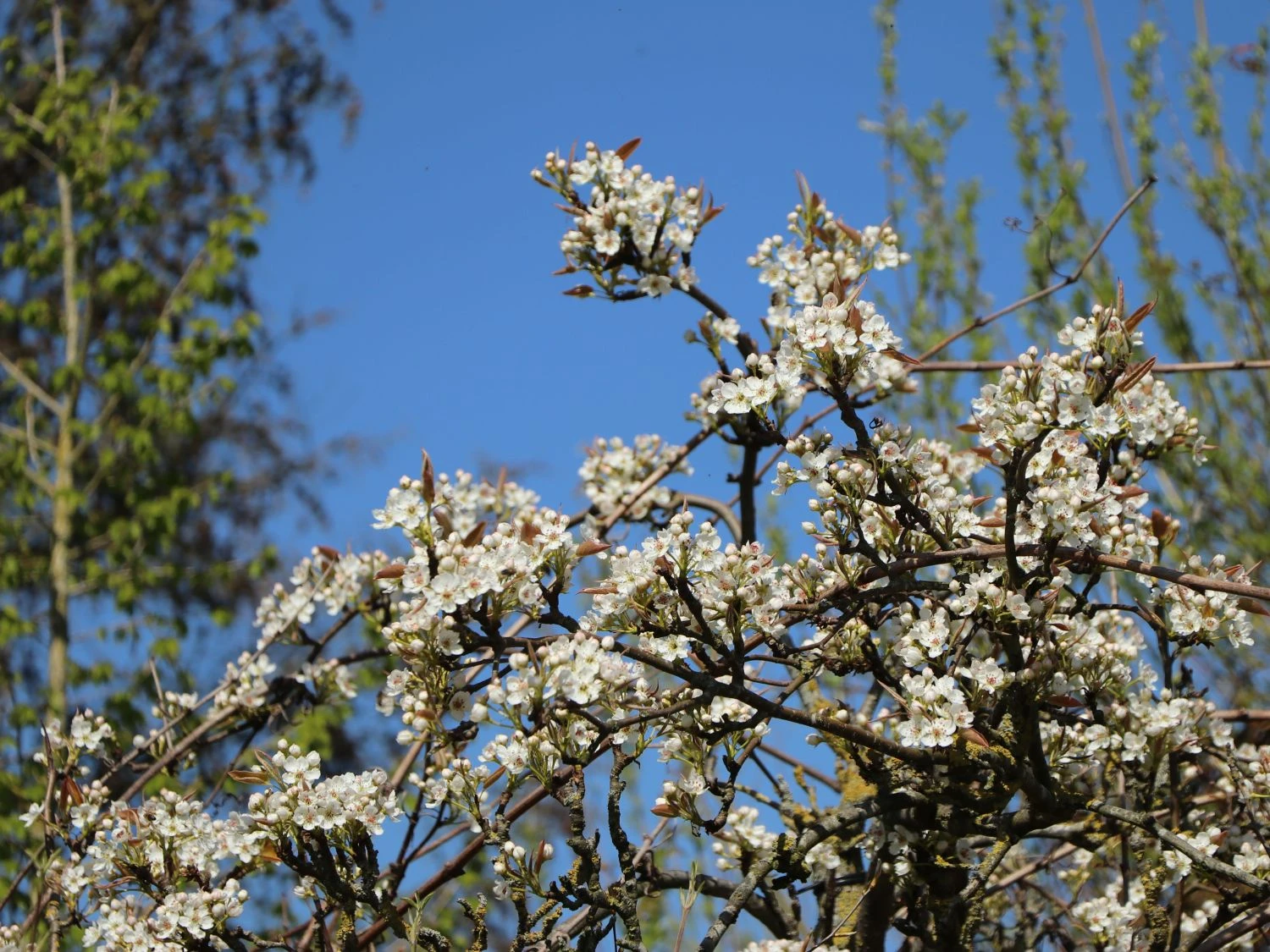 Nashi / Asienbirne / Asiatische Apfelbirne 'Kumoi' 11 Nashi / Asienbirne / Asiatische Apfelbirne 'Kumoi' – Bild 9