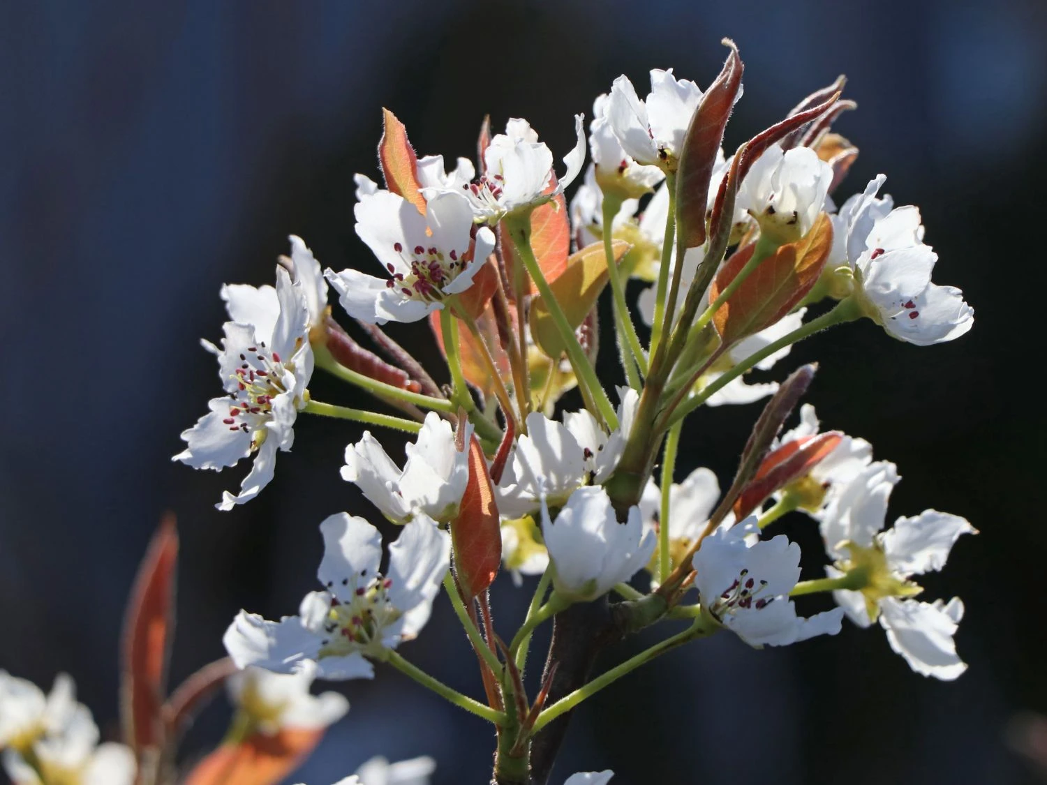 Nashi / Asienbirne / Asiatische Apfelbirne 'Kumoi' 8 Nashi / Asienbirne / Asiatische Apfelbirne 'Kumoi' – Bild 6
