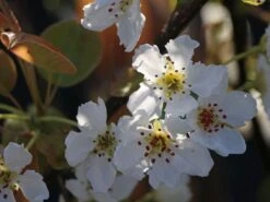 Nashi / Asienbirne / Asiatische Apfelbirne 'Kumoi' 15 Nashi / Asienbirne / Asiatische Apfelbirne 'Kumoi' -Günstiges Erd Seele Geschäft nashi asienbirne asiatische apfelbirne kumoi m069482 w 5