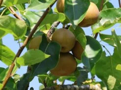 Nashi / Asienbirne / Asiatische Apfelbirne 'Kumoi' 20 Nashi / Asienbirne / Asiatische Apfelbirne 'Kumoi' -Günstiges Erd Seele Geschäft nashi asienbirne asiatische apfelbirne kumoi m069482 w 6