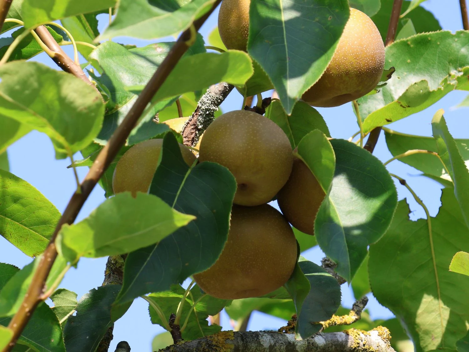 Nashi / Asienbirne / Asiatische Apfelbirne 'Kumoi' 10 Nashi / Asienbirne / Asiatische Apfelbirne 'Kumoi' – Bild 8