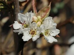 Nashi / Asienbirne / Asiatische Apfelbirne 'Kumoi' 16 Nashi / Asienbirne / Asiatische Apfelbirne 'Kumoi' -Günstiges Erd Seele Geschäft nashi asienbirne asiatische apfelbirne kumoi m069482 w 7