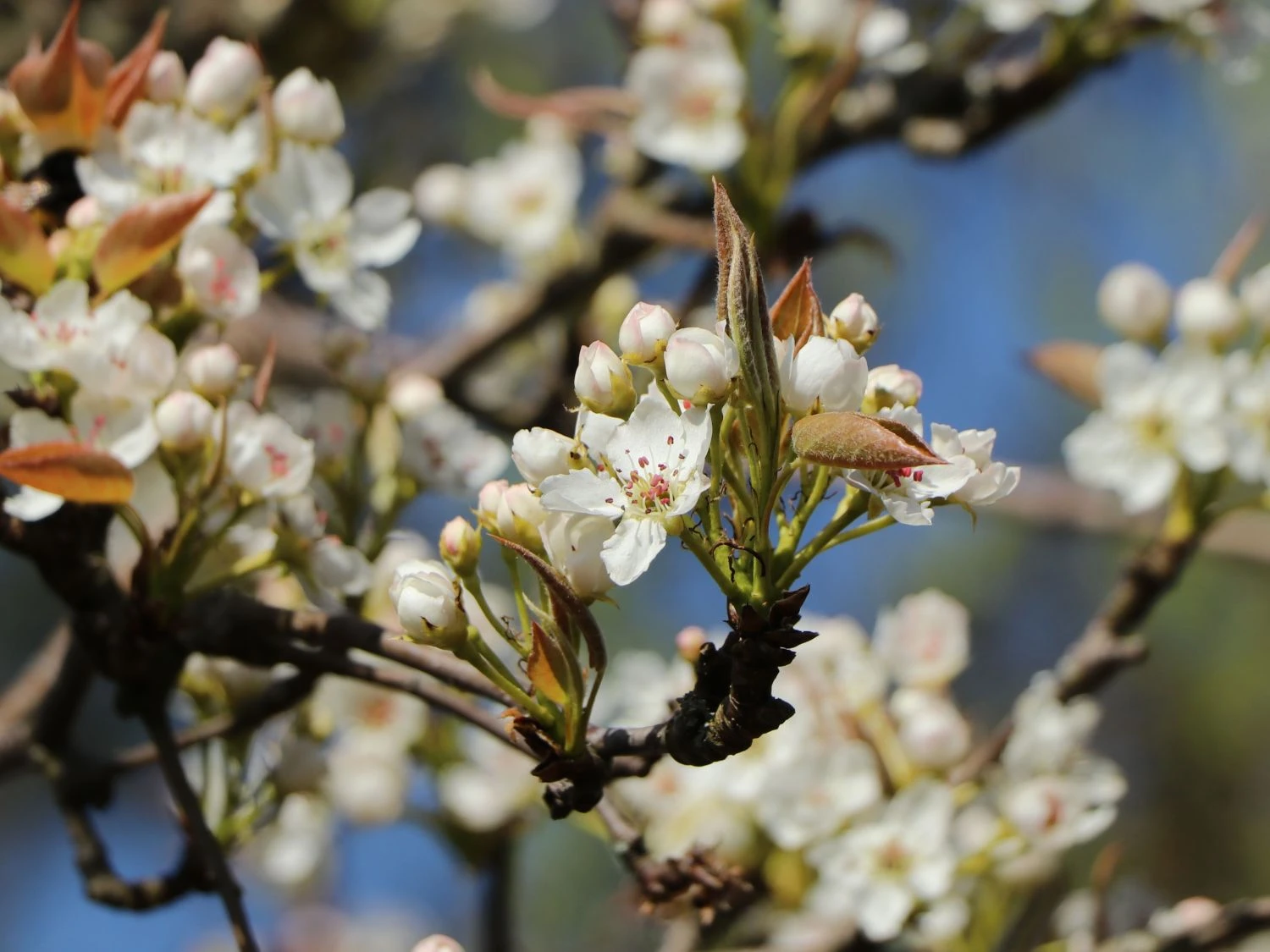 Nashi / Asienbirne / Asiatische Apfelbirne 'Kumoi' 9 Nashi / Asienbirne / Asiatische Apfelbirne 'Kumoi' – Bild 7