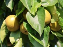 Nashi / Asienbirne / Asiatische Apfelbirne 'Kumoi' 17 Nashi / Asienbirne / Asiatische Apfelbirne 'Kumoi' -Günstiges Erd Seele Geschäft nashi asienbirne asiatische apfelbirne kumoi m069482 w 9