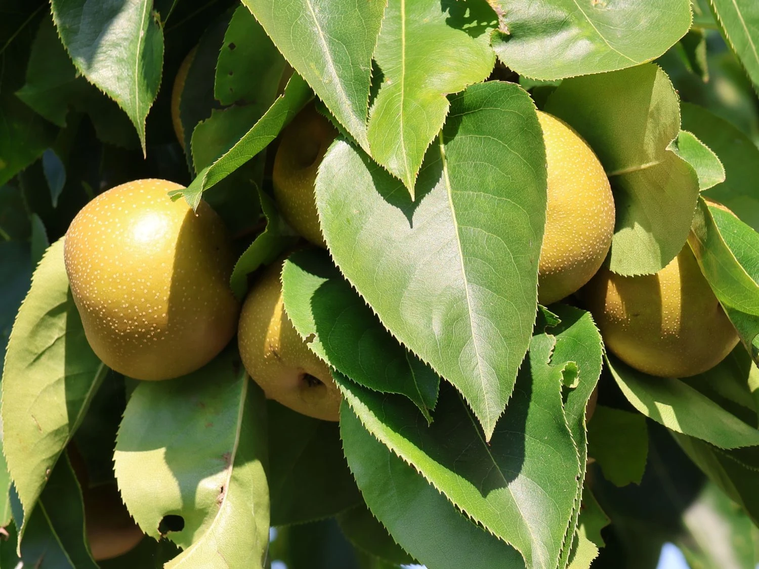 Nashi / Asienbirne / Asiatische Apfelbirne 'Kumoi' 7 Nashi / Asienbirne / Asiatische Apfelbirne 'Kumoi' – Bild 5