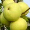 Nashi / Asienbirne / Asiatische Apfelbirne 'Naddel Pear' 1 Nashi / Asienbirne / Asiatische Apfelbirne 'Naddel Pear' -Günstiges Erd Seele Geschäft nashi asienbirne asiatische apfelbirne naddel pear m090135 h 0