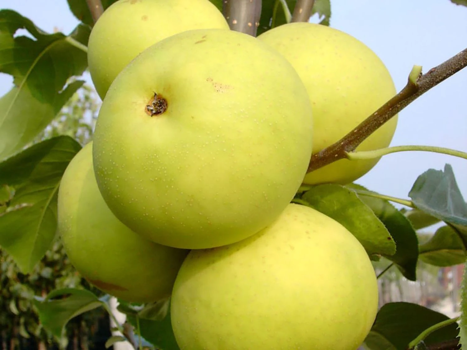 Nashi / Asienbirne / Asiatische Apfelbirne 'Naddel Pear' 3 Nashi / Asienbirne / Asiatische Apfelbirne 'Naddel Pear'