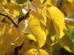 Nashi / Asienbirne / Asiatische Apfelbirne 'Naddel Pear' 7 Nashi / Asienbirne / Asiatische Apfelbirne 'Naddel Pear' -Günstiges Erd Seele Geschäft nashi asienbirne asiatische apfelbirne naddel pear m090135 w 0