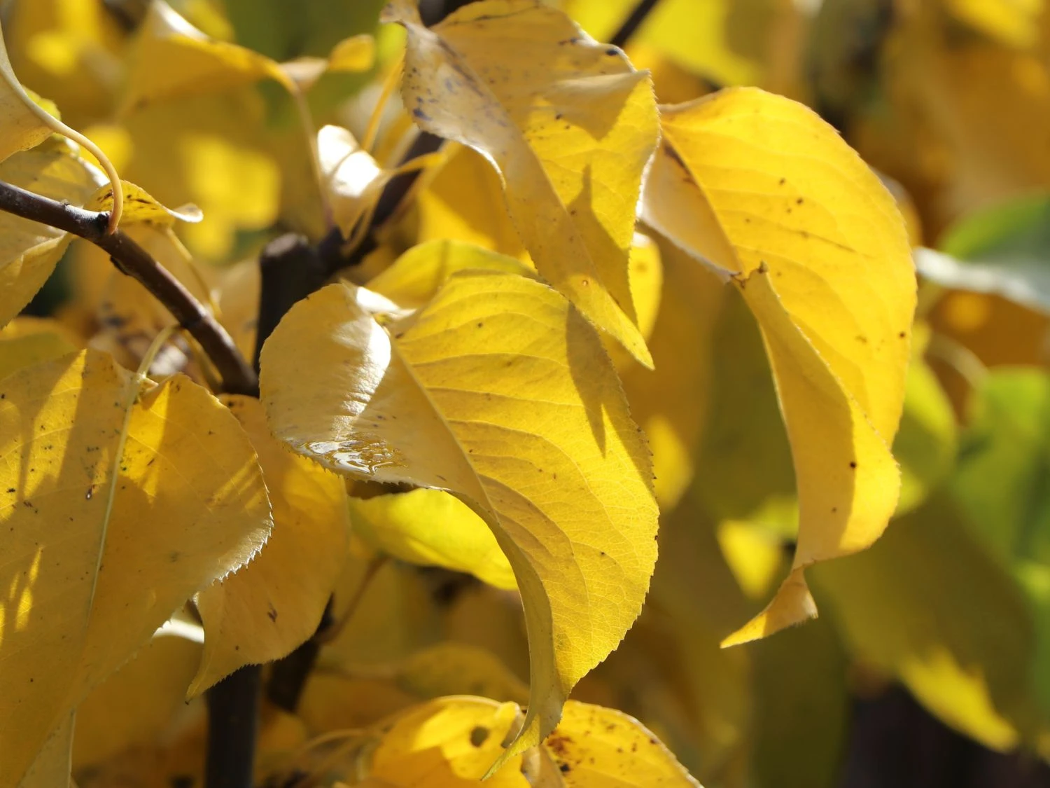 Nashi / Asienbirne / Asiatische Apfelbirne 'Naddel Pear' 4 Nashi / Asienbirne / Asiatische Apfelbirne 'Naddel Pear' – Bild 2