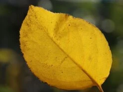 Nashi / Asienbirne / Asiatische Apfelbirne 'Naddel Pear' 8 Nashi / Asienbirne / Asiatische Apfelbirne 'Naddel Pear' -Günstiges Erd Seele Geschäft nashi asienbirne asiatische apfelbirne naddel pear m090135 w 1