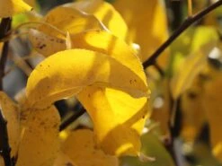 Nashi / Asienbirne / Asiatische Apfelbirne 'Naddel Pear' 9 Nashi / Asienbirne / Asiatische Apfelbirne 'Naddel Pear' -Günstiges Erd Seele Geschäft nashi asienbirne asiatische apfelbirne naddel pear m090135 w 2