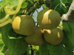 Nashi / Asienbirne / Asiatische Apfelbirne 'Nashi Hayatama' -Günstiges Erd Seele Geschäft nashi asienbirne asiatische apfelbirne nashi hayatama m090152 w 0